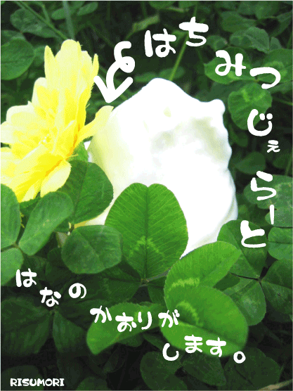 一口食べればお肌ちゅるちゅる!?お花の香りが広がります！はちみつHONEY！はちみつの日限定ジェ...