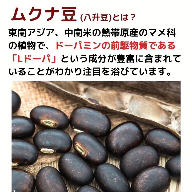 モザンビーク産 黒ムクナ豆 500g 【 送料無料 】残留農薬検査済 乾燥 L-ドーパ ドーパミン Mucuna ムクナ 八升豆 チャック付 スーパーフード 生ムクナ豆