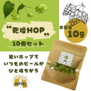 【新潟県十日町産】 乾燥ホップ 10g 安心 安全 国産 健康サポート