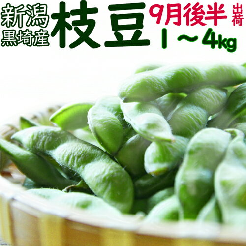 ☆数量限定特価（朝採り農園直送便 ）高級新潟ブランド 本場 人気 黒埼 枝豆 9月後半発送 A級品 1kg ～ 4kg 新潟黒埼産 朝どり 黒埼 枝豆 黒崎 新潟 枝豆お中元ギフト 新潟 お土産 枝豆 ギフト 【送料無料クール便発送いたします】枝豆 美味しい お中元のサムネイル