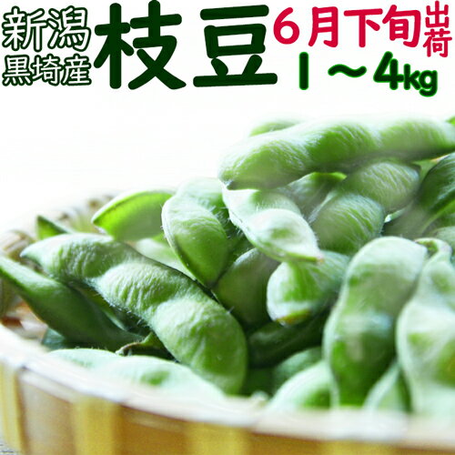 ☆数量限定特価（朝採り農園直送便 ）高級新潟ブランド 本場 人気 黒埼 枝豆 6月下旬発送 A級品 1kg ～ 3kg 新潟黒埼産 朝どり 黒埼 枝豆 黒崎 新潟 枝豆お中元ギフト 新潟 お土産 枝豆 ギフト 【送料無料クール便発送いたします】枝豆 美味しい お中元