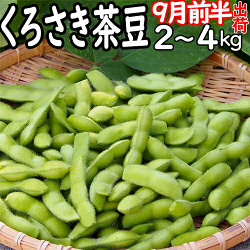 ☆（板井地区農園朝採り直送便）新潟ブランド 本場 黒埼人気 黒埼茶豆 GIマーク 9月前半発送 A級品 2kg ～ 3kg くろさき茶豆 朝採り 新潟黒埼 板井産 黒埼 茶豆 黒崎 くろさき 新潟 茶豆 黒崎茶豆 枝豆 ギフト お中元 ギフト 新潟 茶豆 送料無料クール便発送のサムネイル