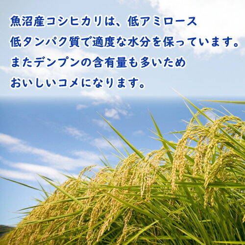 限定特価（特A1等米） 令和3年産 新潟 魚沼産 コシヒカリ 10kg (5kg×2) 食味分析80点以上 特A産地 白米 精米 魚t沼産 コシヒカリ 新潟 こしひかり 新潟県産 コシヒカリ 魚沼 コシヒカリ お米 ギフト お米 10キロ 新潟米 送料無料 あす楽 新潟 お米