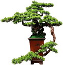 【20%OFFクーポン】人工観葉植物 人工ツリー盆栽根彫刻人工葉陶磁器の植木鉢手描きの鍋体の研究とオフィスの装飾 人工盆栽