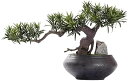 【20%OFFクーポン】人工盆栽 人工盆栽ツリージュニパーフェイク植物屋内フェイク植物の装飾セラミックポット屋内屋外風水の装飾 人工観葉植物