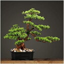 【20%OFFクーポン】人工樹木 人工盆栽の木偽の植物の装飾と正方形のセラミック植木鉢屋内鉢植えの人工松植物盆栽の木 人工観葉植物