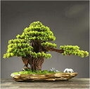 【20%OFFクーポン】ホームオフィス用の人工盆栽木屋内ショーケースの装飾フェイク鉢植え観葉植物ホームキッチンオフィス用の風水装飾本棚鉢植えの木人工デスクトップ...