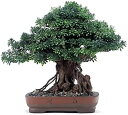 【20%OFFクーポン】人工観葉植物 庭のホームオフィスポーチの装飾のための植物の植物の装飾の鉢植えの人工小屋の松(23.6 x 19.69in) 人工盆栽