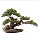 【20%OFFクーポン】人工観葉植物 人工盆栽ツリークリエイティブセラミック植木鉢人工苔偽の緑の植物鉢植えの装飾リビングルーム研究室事務所 人工盆栽