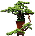 【20%OFFクーポン】人工観葉植物 盆栽 根彫り 人工葉 セラミック植木鉢 手塗り鉢 本体 書斎?事務室