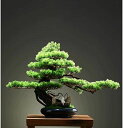 【20%OFFクーポン】フェイク植物スモールフェイク植物デスク装飾人工盆栽ホームオフィスウォールブックシェルフ装飾人工観葉植物
