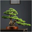 【20%OFFクーポン】人工観葉植物 ニューチャイニーズスタイルの人工ようこそパイン盆栽、13インチゼンマイクロ風景飾り、会議室展示ホールラックのための偽の木 ...