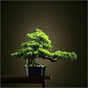 【20%OFFクーポン】16インチの人工盆栽松、鉢植えの人工観葉植物、禅の庭の装飾、模造人工植物