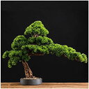 【20%OFFクーポン】 15インチ 人工盆栽 ウェルカム松の木 シミュレーション鉢植え 創造性盆栽 フェイクツリーポット 玄関 リビングルーム ショップ 人工...