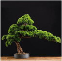 【20%OFFクーポン】人工観葉植物 15インチ人工盆栽居心地の良い松の木、シミュレーション鉢植えの植物の創造性盆栽、入り口のリビングルームショップに使用される...