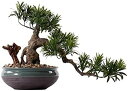 【20%OFFクーポン】人工樹木 シミュレーション 松の木 盆栽 フェイク 鉢植え 装飾 人工観葉植物 室内装飾 11.8インチ 人工観葉植物