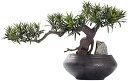 【20%OFFクーポン】室内装飾用の人工観葉植物 人工盆栽の木 19.6インチ フェイク植物 盆栽 屋内 大型デスクトップ シミュレーション 盆栽の木 ホーム ...