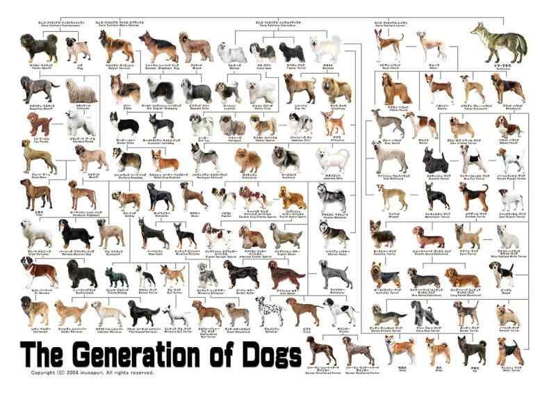 楽天よこさんのお店犬の系統図 A1サイズ The generation of dogs