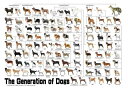 犬の系統図 A1サイズ The generation of dogs