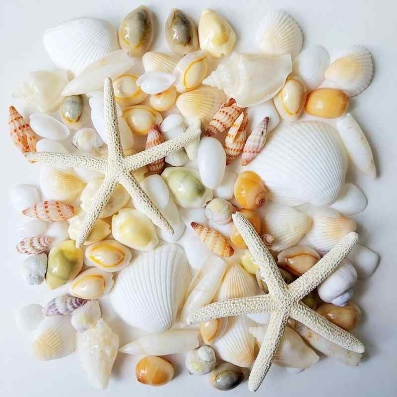 貝殻セット 天然素材 白スターフィッシュ＆ビーチシェル