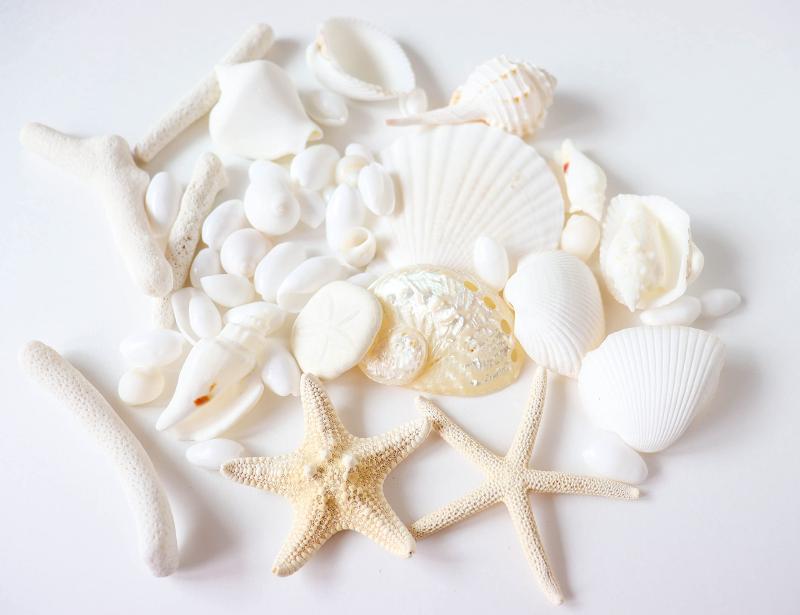【ブルーバイユー】貝殻セット 天然素材 白【200g】珊瑚 巻貝 ヒトデ ホタテ