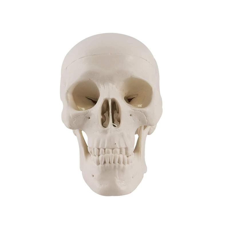 ミニ人間の頭蓋骨モデル、取り外し可能な頭蓋骨キャップと歯のフルセットを備えた3部構成の解剖学的頭蓋骨モデル、手のひらサイズの学校教育ツール、興味深い装飾、ハロウィーンの装