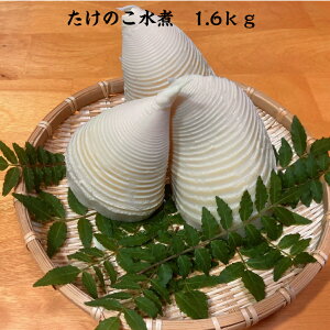 たけのこ タケノコ水煮 筍 熊本県産 南関町産 農家 朝掘り 筍水煮 たけのこ水煮 1.6kg