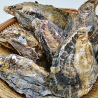 【牡蠣殻付き広島産20個】広島牡蠣生産者米田海産が育てた殻付き牡蠣生牡蠣加熱用