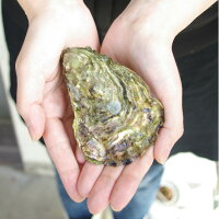 【牡蠣殻付き広島産20個】広島牡蠣生産者米田海産が育てた殻付き牡蠣生牡蠣加熱用