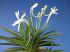 【富貴蘭】鳳凰丸（ほうおうまる）3条/　花　蘭　古典植物　フウラン