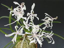 【富貴蘭】南国の舞(なんごくのまい)1条/花 蘭 古典植物 フウラン 【富貴蘭】南国の舞(なんごくのまい)1条/花 蘭 古典植物 フウラン