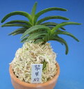 【富貴蘭】翠華殿(すいかでん)2条/ 花 蘭 古典植物 フウラン