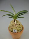 【富貴蘭】豊明殿(ほうめいでん)1条/ 花 蘭 古典植物 フウラン