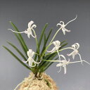 【富貴蘭】天晶(てんしょう)2条/ 花 蘭 古典植物 フウラン