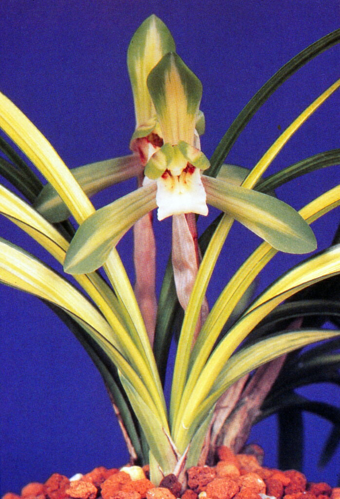 【日本春蘭】秩父錦（ちちぶにしき）/　花　蘭　東洋蘭　春蘭のサムネイル