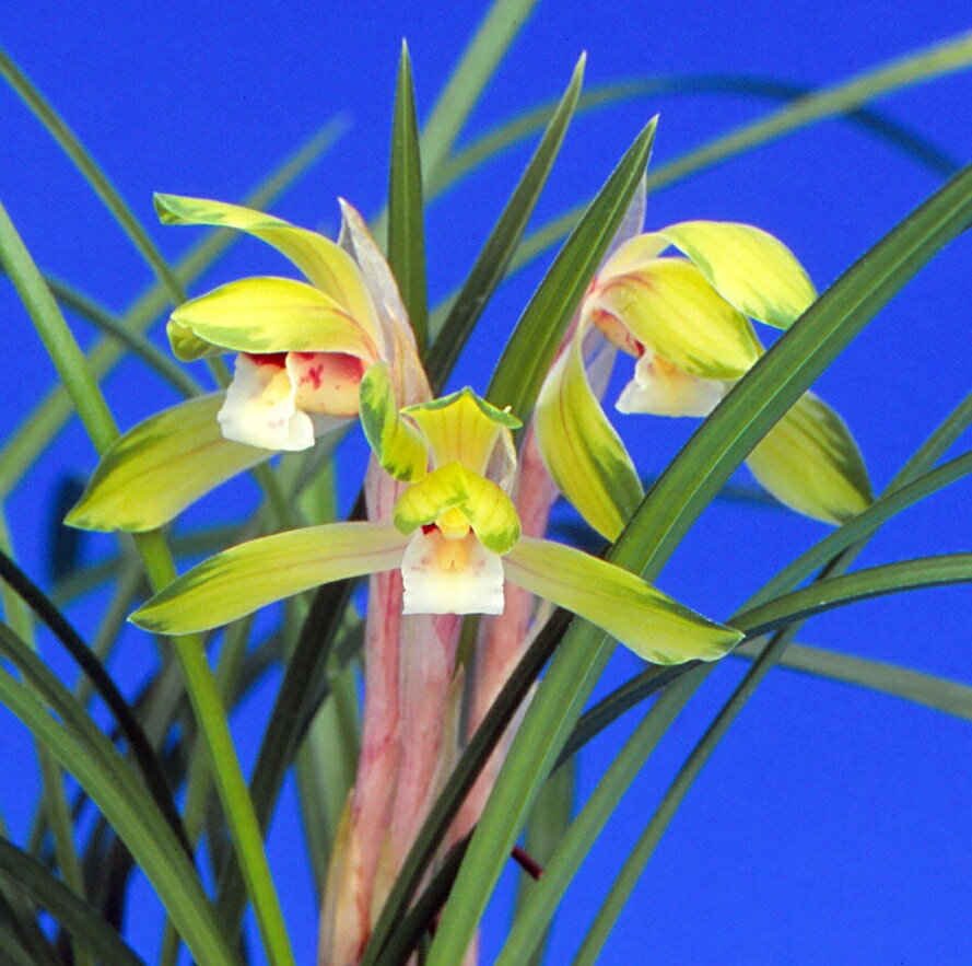 【日本春蘭】黄冠（こうかん）/　花　蘭　東洋蘭　春蘭