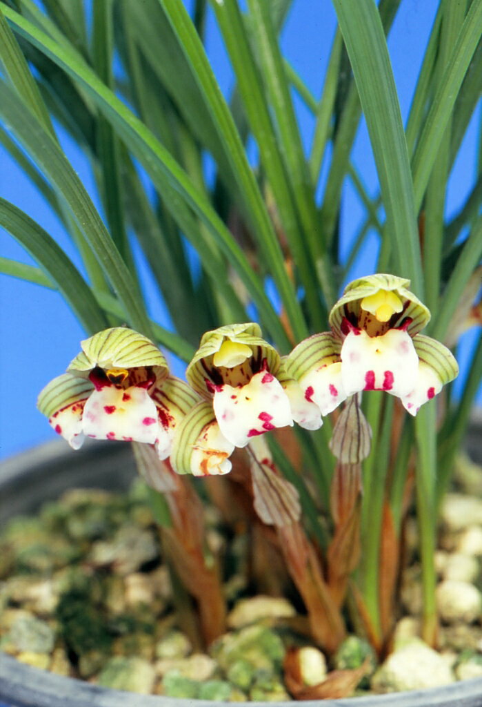 【中国春蘭】珍蝶（ちんちょう）/　花　蘭　東洋蘭　春蘭