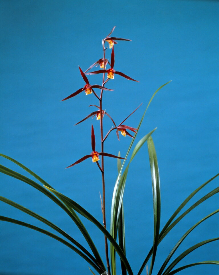 商品説明 特徴 土佐産の紅花。 条数 新木上木2−3条 根巻きでお届けします。写真はイメージです。 日本寒蘭（定番品・新木上木2-3条立）については、イメージ写真しか掲載しておりませんので、ご要望があれば実際にお送りする商品の写真（木姿）をメールにてお送りします。2−3条立根巻き仕立でのお届けとなります。（花芽付ではありません）鉢植えでの発送も可能です。専用の箱でお送りします。一鉢1100円（税込）で承ります。ご要望欄に「鉢植え希望」とご記入ください。別途こちらから合計金額をお知らせいたします。楽天銀行からのお振込みは注文承諾の通知が届いてからにしてください。お問い合わせはこちら土佐産の紅花、室戸錦（むろとにしき）です。 新木上木2−3条立・根巻き仕立でのお届けとなります。