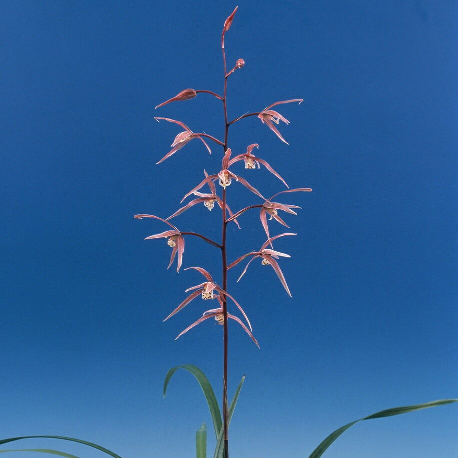 商品説明 特徴 土佐産の桃花。 条数 新木上木2−3条 根巻きでお届けします。写真はイメージです。 日本寒蘭（定番品・新木上木2-3条立）については、イメージ写真しか掲載しておりませんので、ご要望があれば実際にお送りする商品の写真（木姿）をメールにてお送りします。2−3条立根巻き仕立でのお届けとなります。（花芽付ではありません）鉢植えでの発送も可能です。専用の箱でお送りします。一鉢1100円（税込）で承ります。ご要望欄に「鉢植え希望」とご記入ください。別途こちらから合計金額をお知らせいたします。楽天銀行からのお振込みは注文承諾の通知が届いてからにしてください。お問い合わせはこちら土佐産の桃花、日光（にっこう）です。 新木上木2−3条立・根巻き仕立でのお届けとなります。