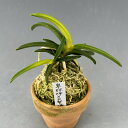 【富貴蘭】卑弥呼×大聖海(ひみこ×だいせいかい)/花 古典植物 フウラン