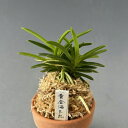 【富貴蘭】黄金海王丸(こがねかいおうまる)/花 古典植物 フウラン 送料無料