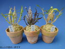 【長生蘭】お得なおまかせ3種セット 【長生蘭】お得なおまかせ3種セット