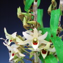 【石斛花物(セッコク)】イセ/5-6条