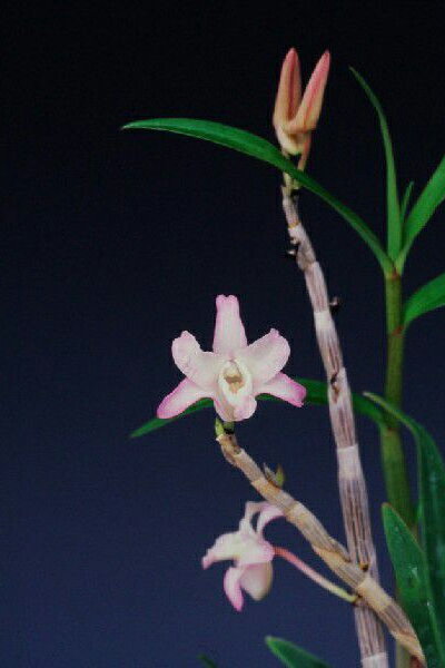 商品説明 特徴 花弁に紅覆輪が入る兜咲きの銘花。 条数 3−4条 ＊花の画像はイメージです。規格の条数を素焼鉢に植え込んでお届けします。