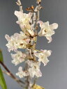 【石斛花物(セッコク)】羽衣の舞(はごろものまい)/3~4条