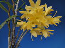 【石斛花物(セッコク)】湖月(こげつ)/3~4条