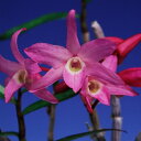 【石斛花物(セッコク)】万里紅(まんりこう)/5〜6条