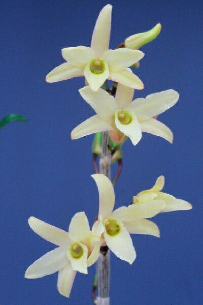 【石斛花物（セッコク）】南山の月（なんざんのつき）/3〜4条