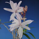 【石斛花物(セッコク)】流星(りゅうせい)/3~4条