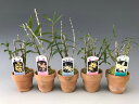 【石斛花物(セッコク)】黄花セットA